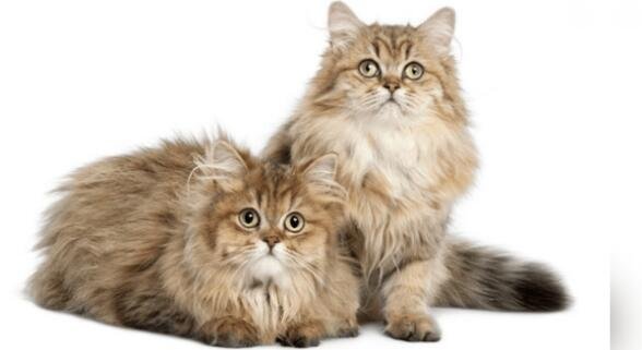 Long haired sale cat litter